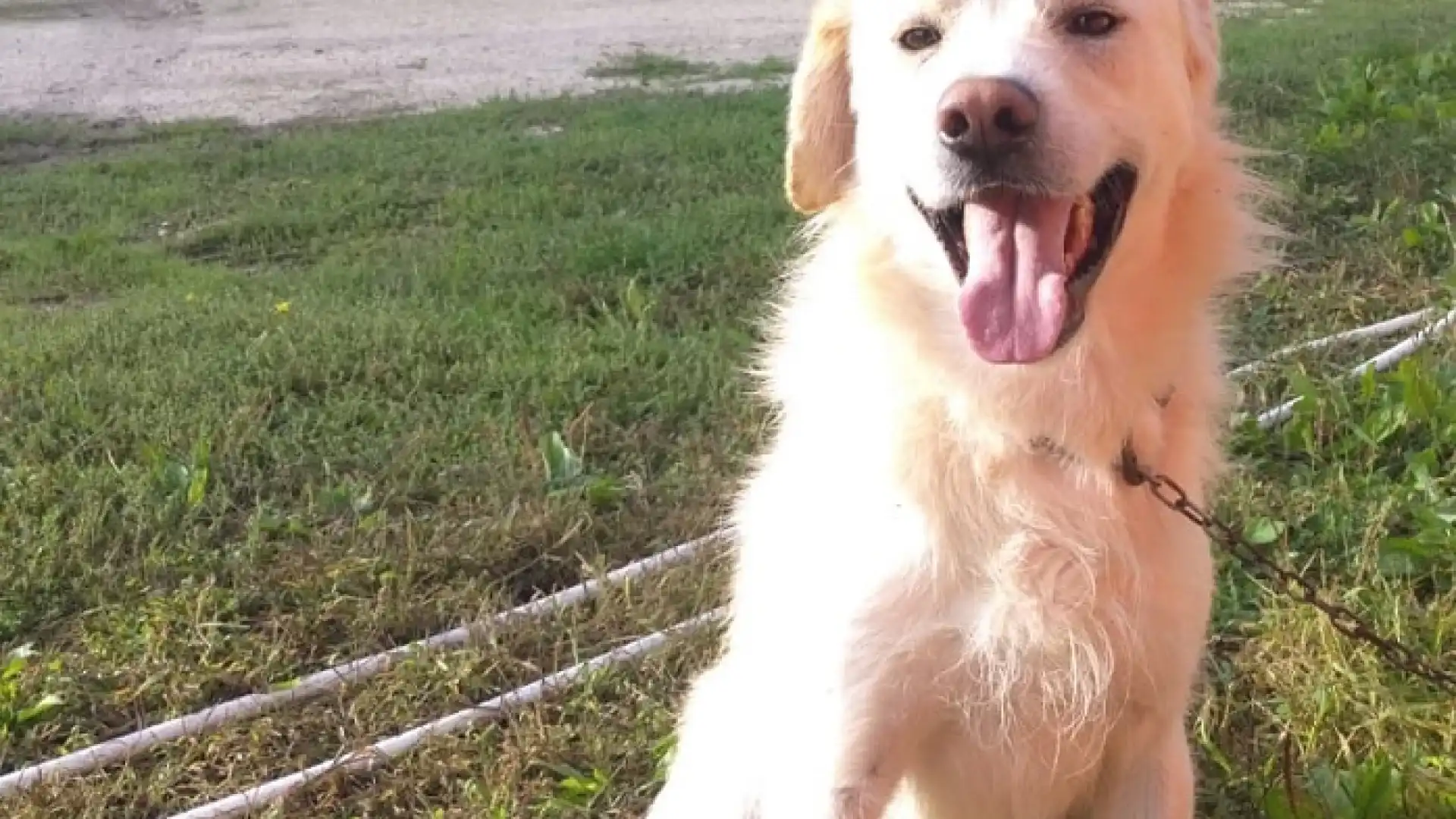 Filignano adotta un cane, al via la lodevole iniziativa comunale