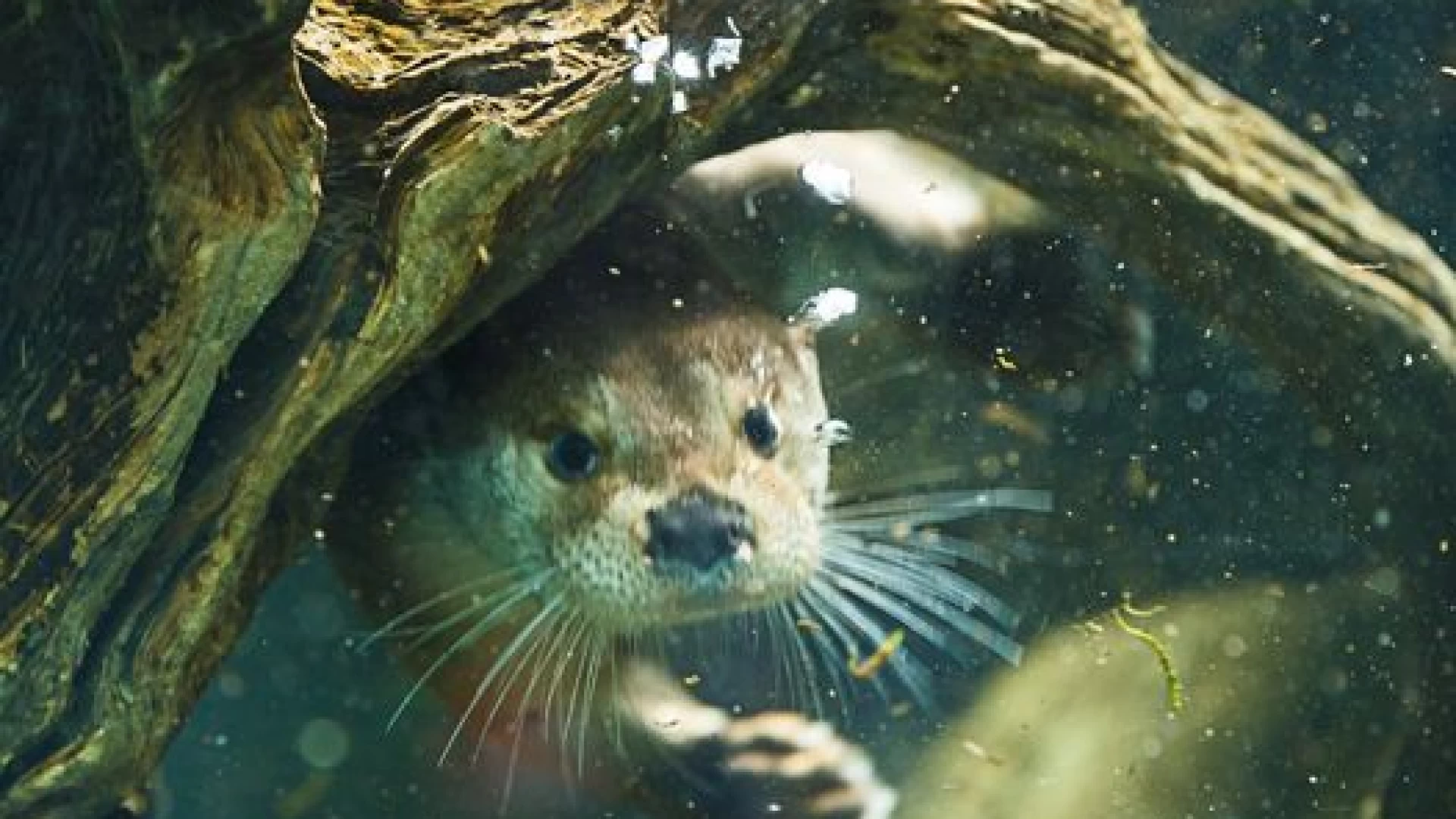 La Lontra euroasiatica presente nel territorio del Pnalm. Importanti indagini seguite dal 2018 ad oggi.