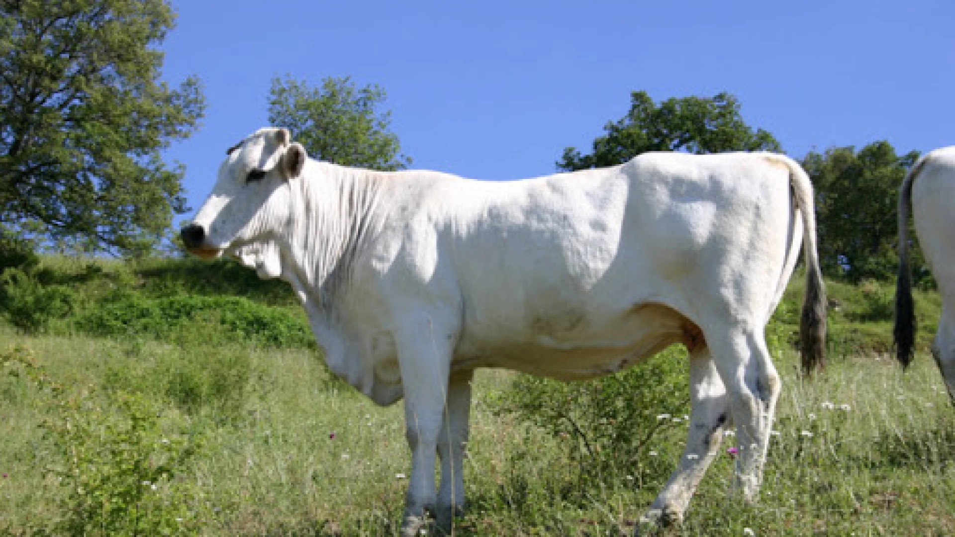 Zootecnia illegale nel Pnalm. La nota di Salviamo l"Orso