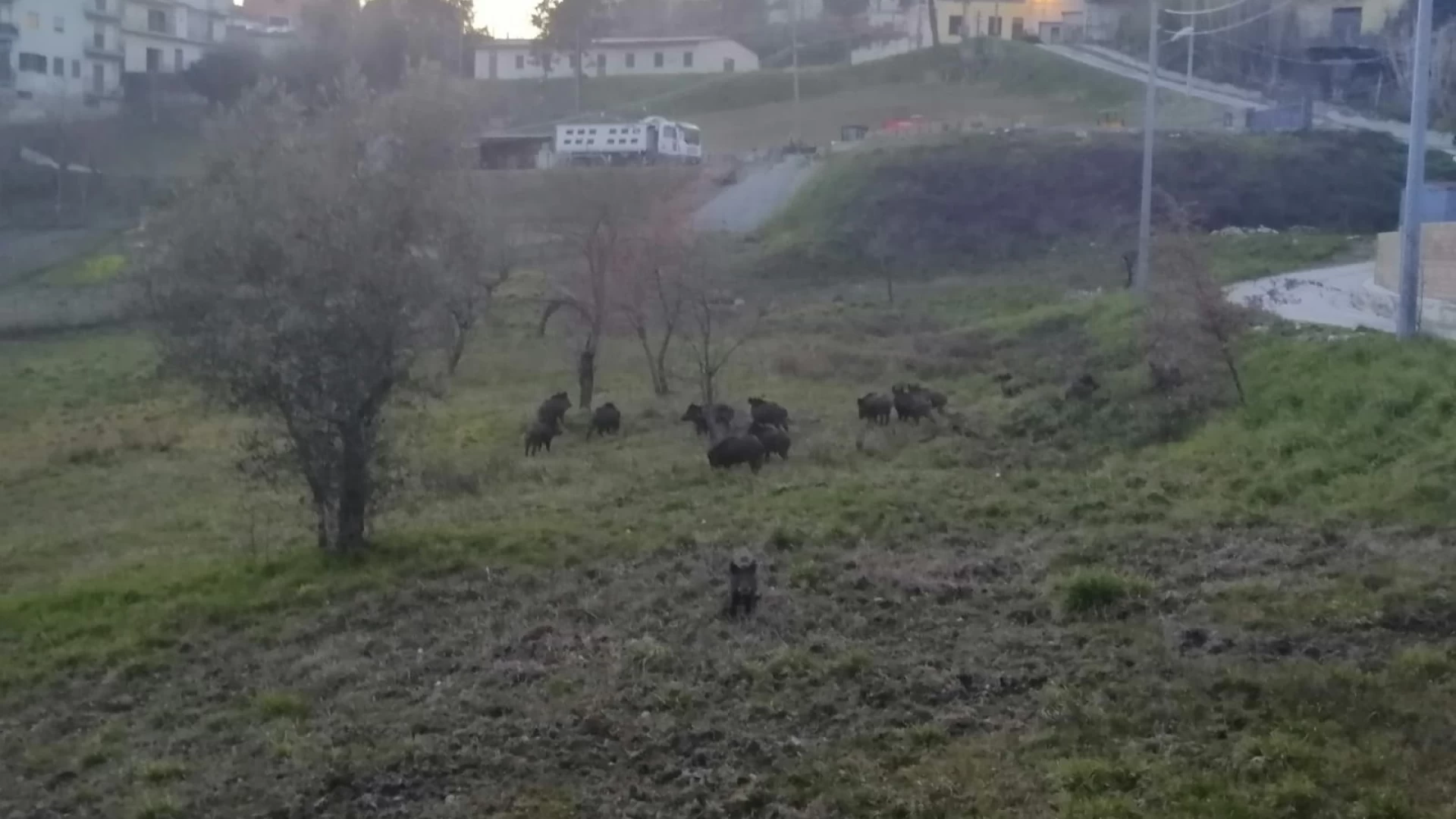 Cinghiali, approvato il piano di controllo che coinvolge gli agricoltori