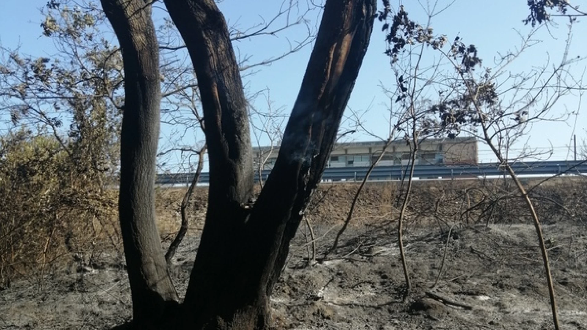 Piantumazione di alberi sul territorio di Campomarino. Al via l’iniziativa dell’associazione “Ambiente Basso Molise”.