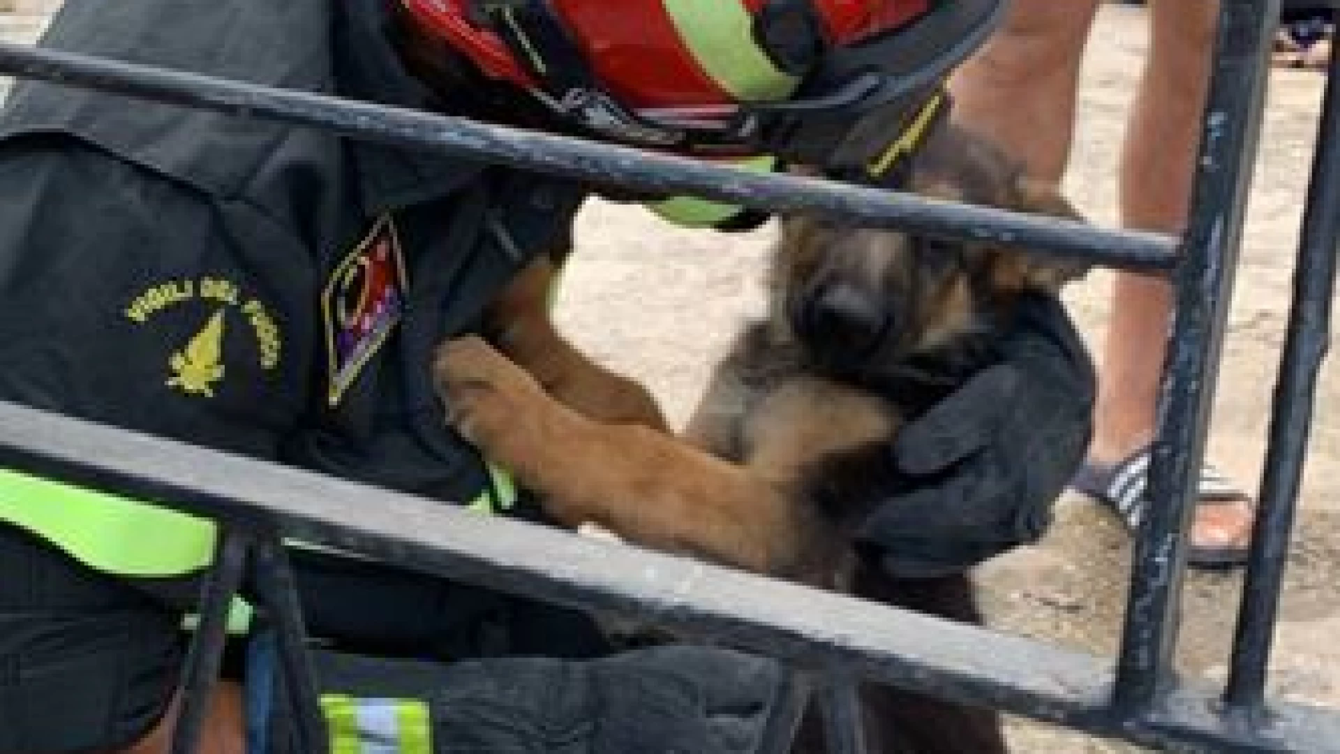 Fornelli: i Vigili del Fuoco salvano un pastore tedesco rimasto incastrato di testa tra le sbarre di un cancello. Guarda il video