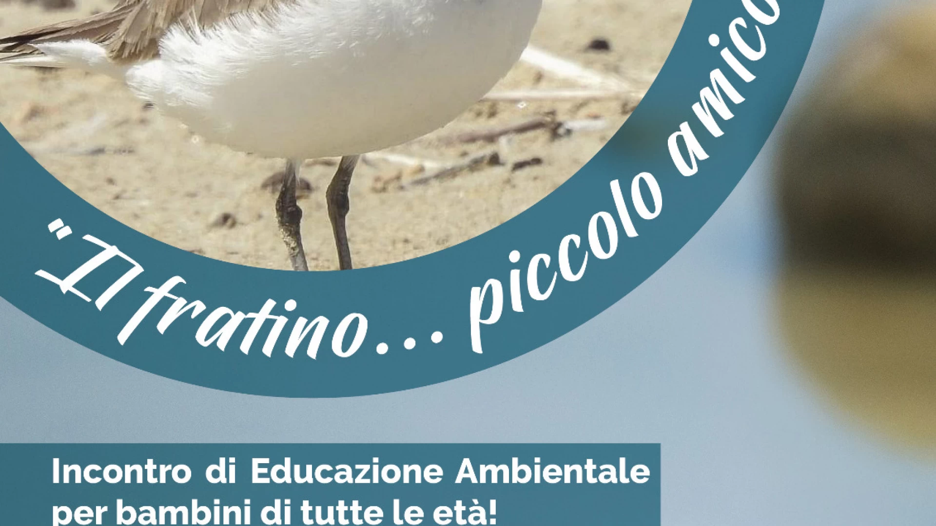 Termoli: incontro di educazione ambientale sul “Fratino , piccolo amico mio”.