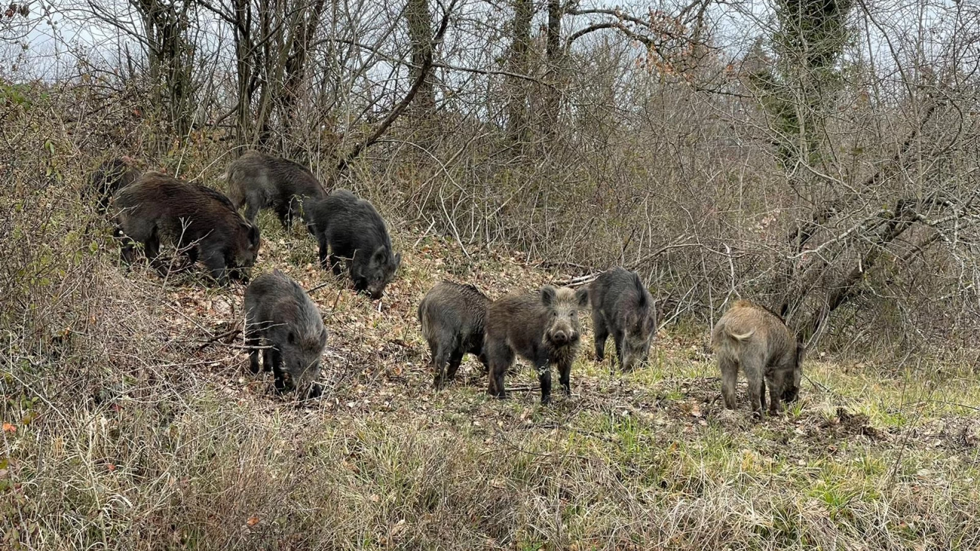 Emergenza Cinghiali, Campolieti-Cia Molise: " Riportare in equilibrio il numero di animali presenti sul territorio"