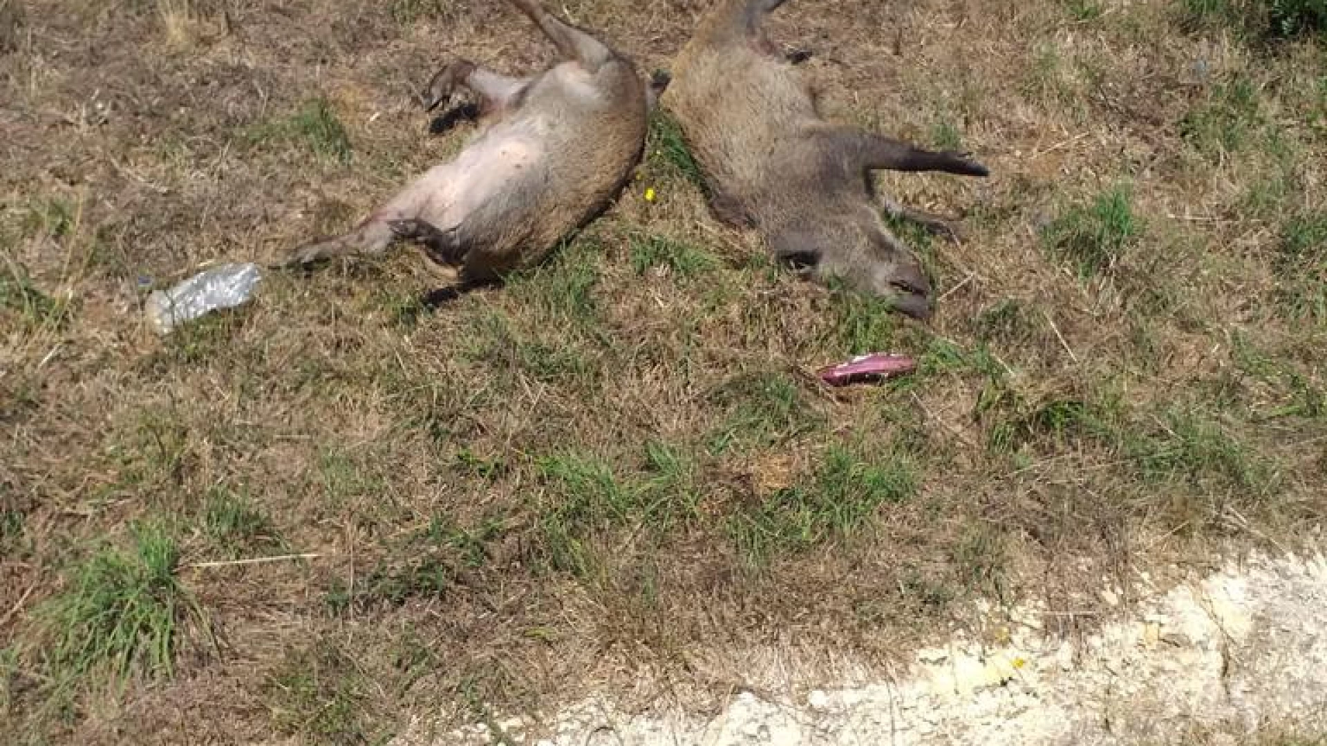 Sessano del Molise: pericolo branco cinghiali incontrollati.  Diversi animali hanno invaso la carreggiata urtando un tir allo svincolo del paese.