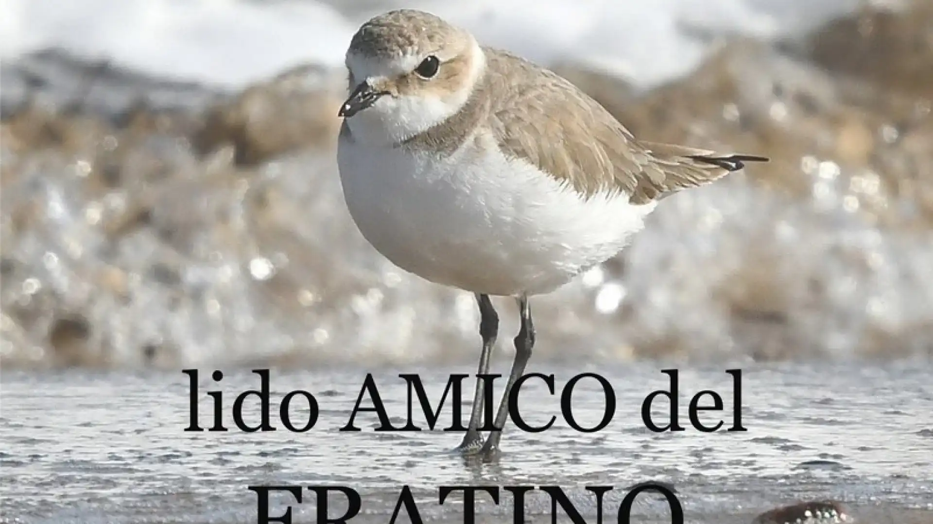 L’Associazione Ambiente Basso Molise assegnerà il riconoscimento di “Lido Amico del Fratino” allo stabilimento balneare Nettuno di Campomarino.