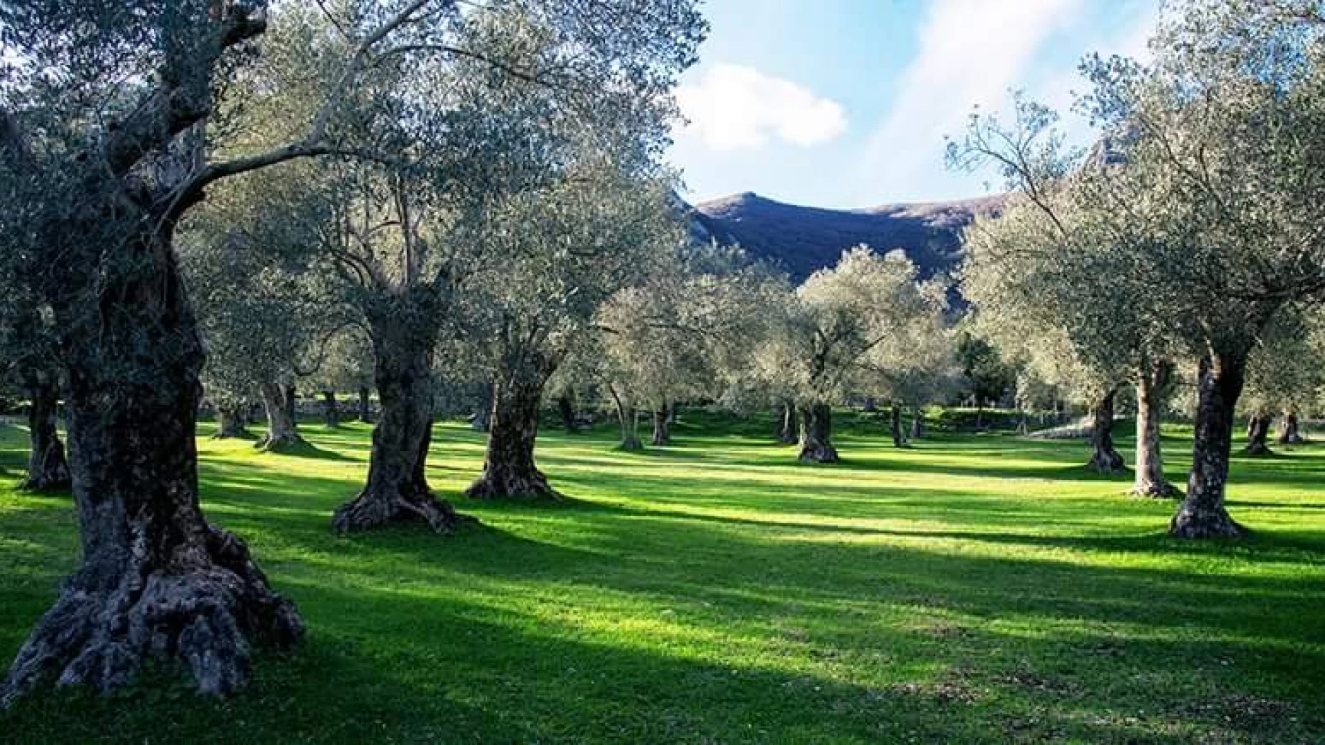 Venafro: a sei Zampe nel parco dell'Olivo. Evento a cura dell'associazione Olea Mediterranea.