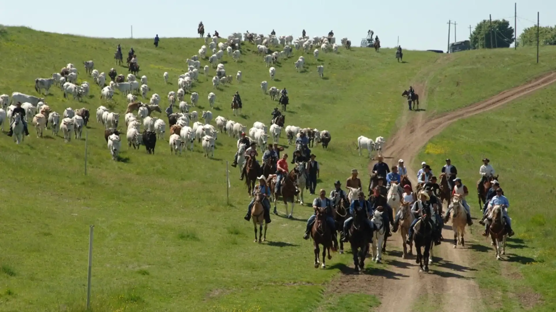 Transumanza, 180 chilometri per riscoprirsi nella natura . Ripartono i Colantuono: 300 bovini dalla Puglia al Molise