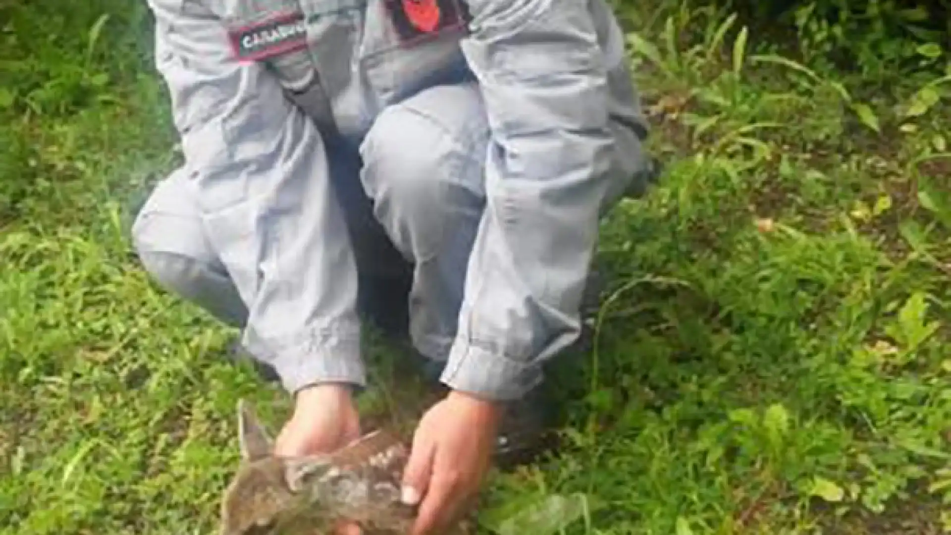 Poggio Sannita: i Carabinieri del nucleo per la Biodiversità recuperano e salvano un cucciolo di Capriolo.