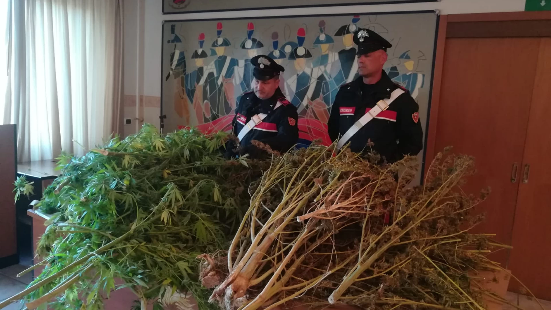 Isernia: i Carabinieri arrestano la “nonnina” della droga. A 72 anni aveva messo su una piantagione di Marijuana dietro casa.