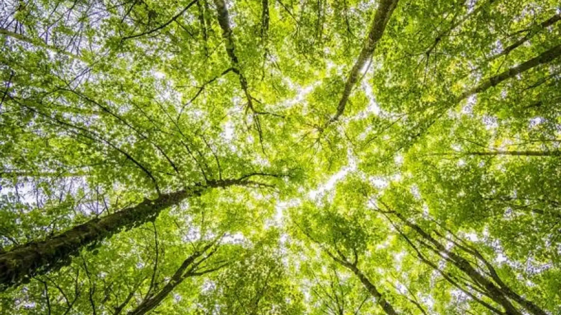 Ambiente: torna “Alberi per il futuro”. Weekend di Festa e piantumazione in Molise.