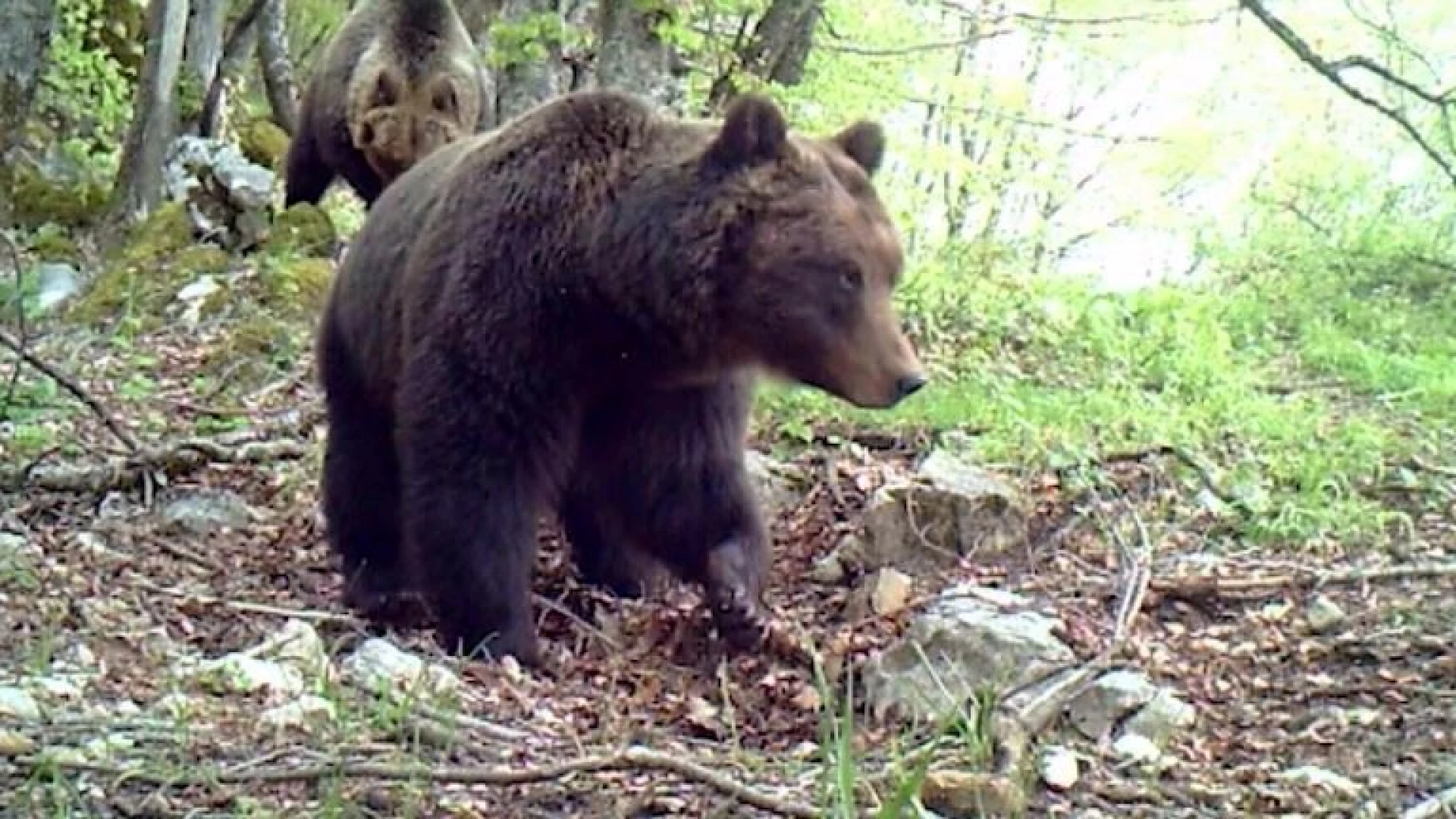 Pnalm nasce il numero verde per segnalare la presenza degli orsi. Tutte le info nel nostro servizio video.