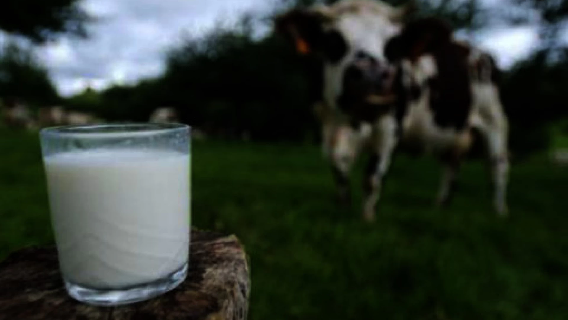 Emergenza latte, Cia Molise: “La Regione intervenga per favorire l’acquisto da allevatori molisani”.