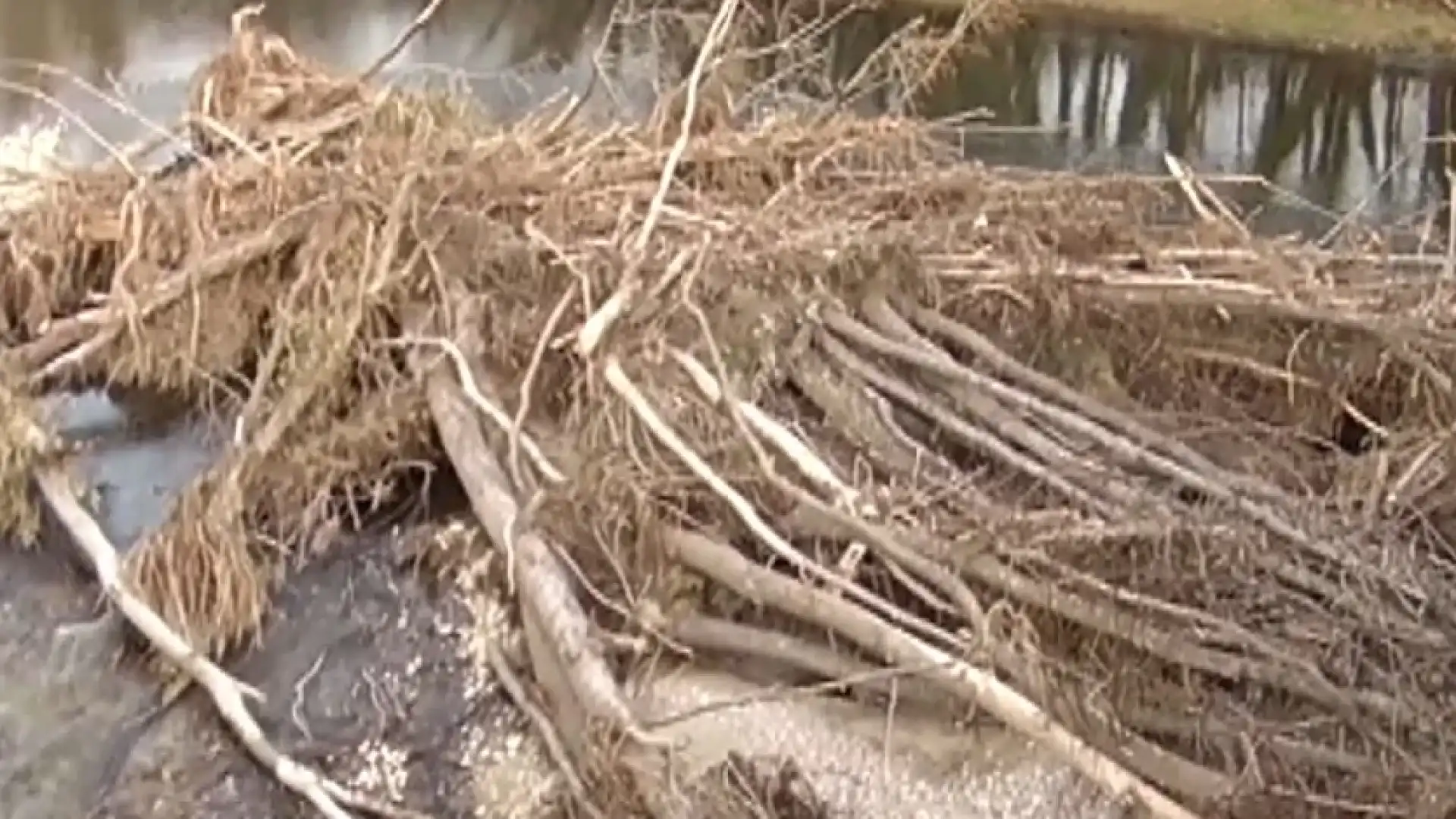 Ostruzione del fiume Volturno lungo il Ponte dei 25 Archi, Marciano Ricci scrive in Regione. Guarda il servizio.