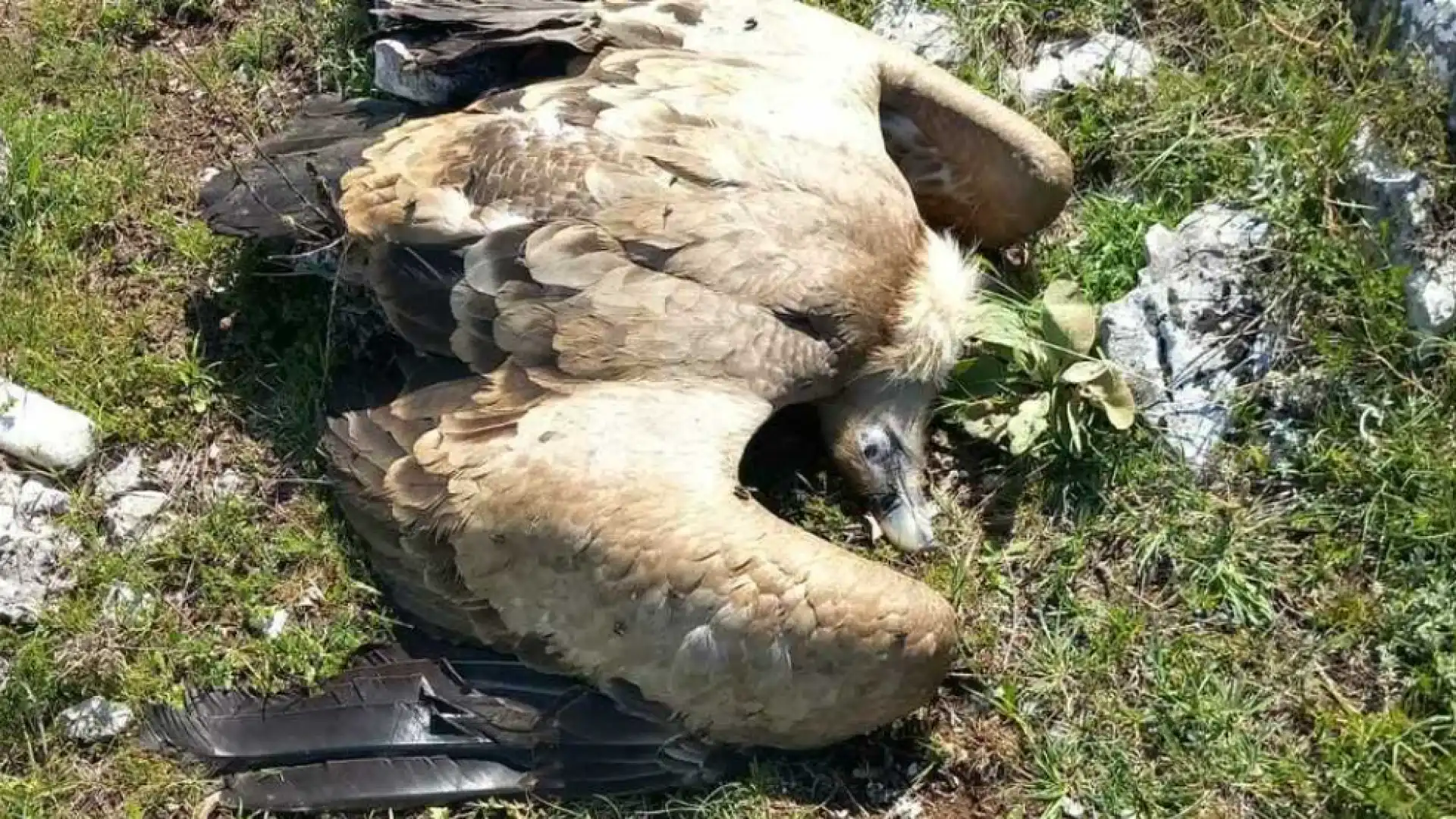 Vi raccontiamo un’altra storia di avvelenamento di fauna selvatica, ma stavolta con un finale diverso dal solito. La nota dell’associazione Salviamo l’Orso.