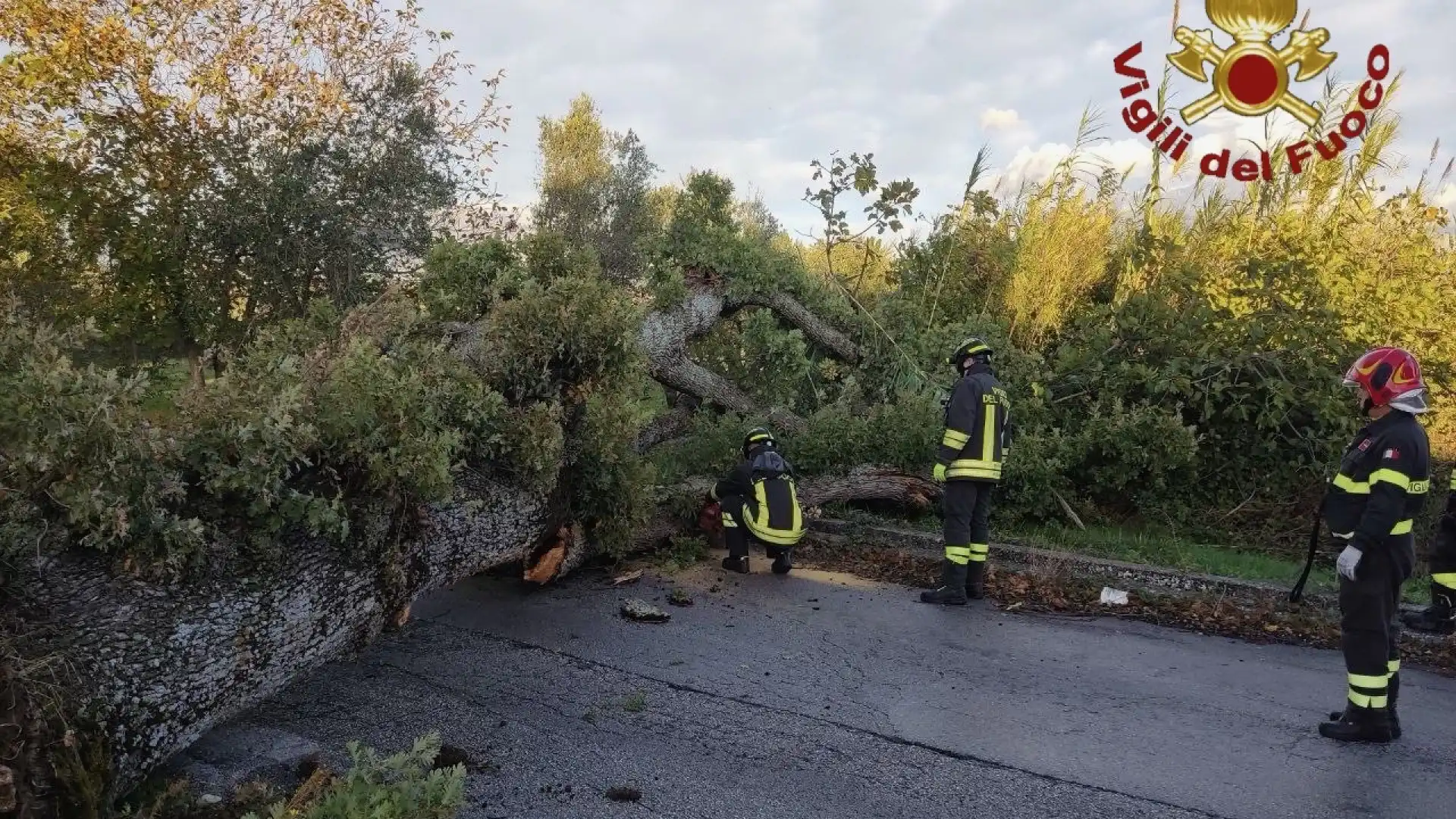 Isernia : albero secolare cade in contrada Tiegno. Circolazione bloccata per ore. Intervento dei Vigili del Fuoco.