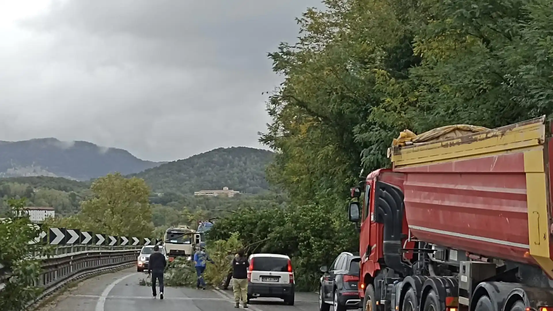 Isernia: albero sradicato dal vento sulla statale. Traffico bloccato e circolazione su una sola corsia.