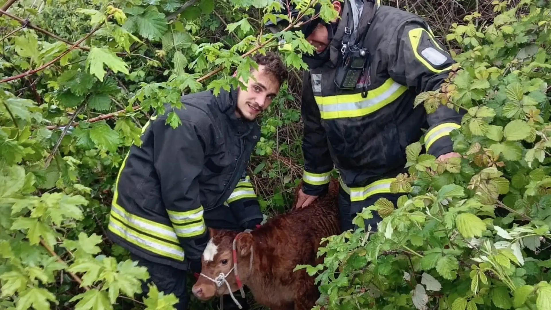 Agnone: I Vigili del Fuoco mettono in salvo piccolo vitello che si era allontanato dalla madre