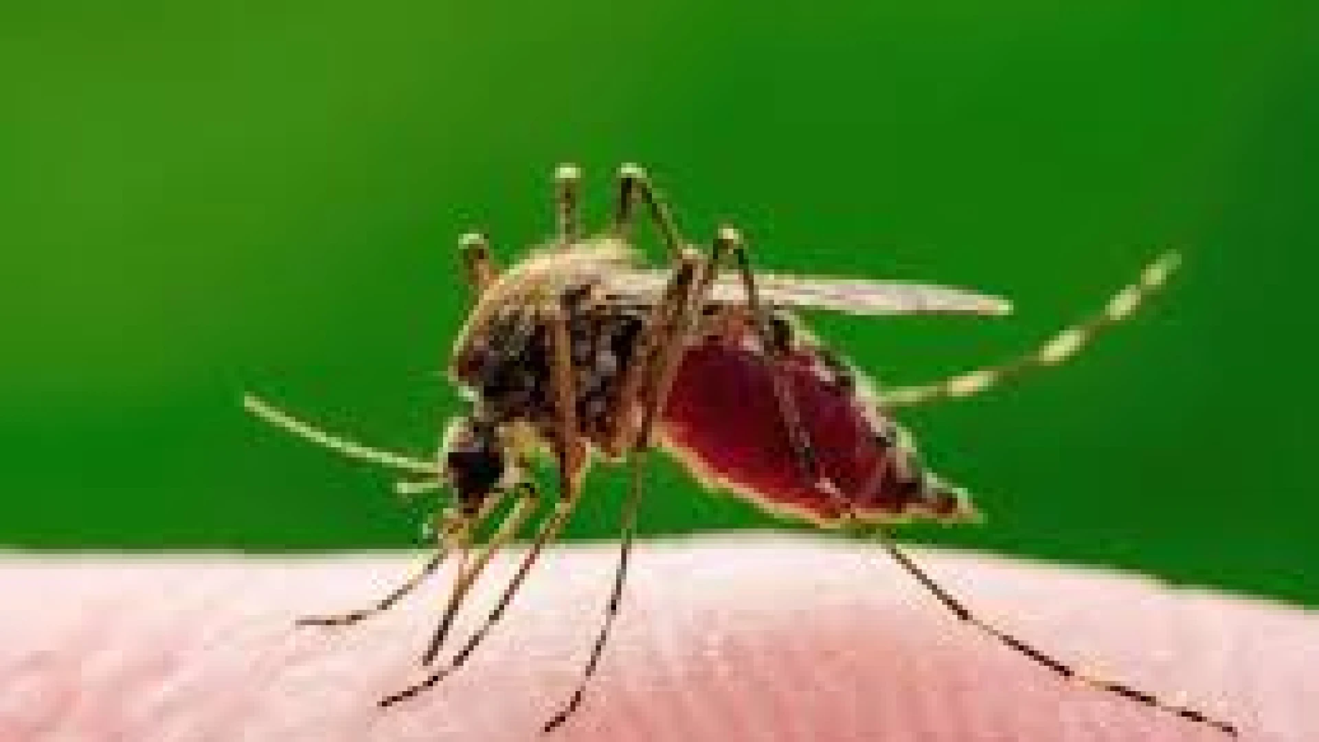 Avviso alla cittadinanza – Presenza zanzara West Nile. La nota di Asrem Molise