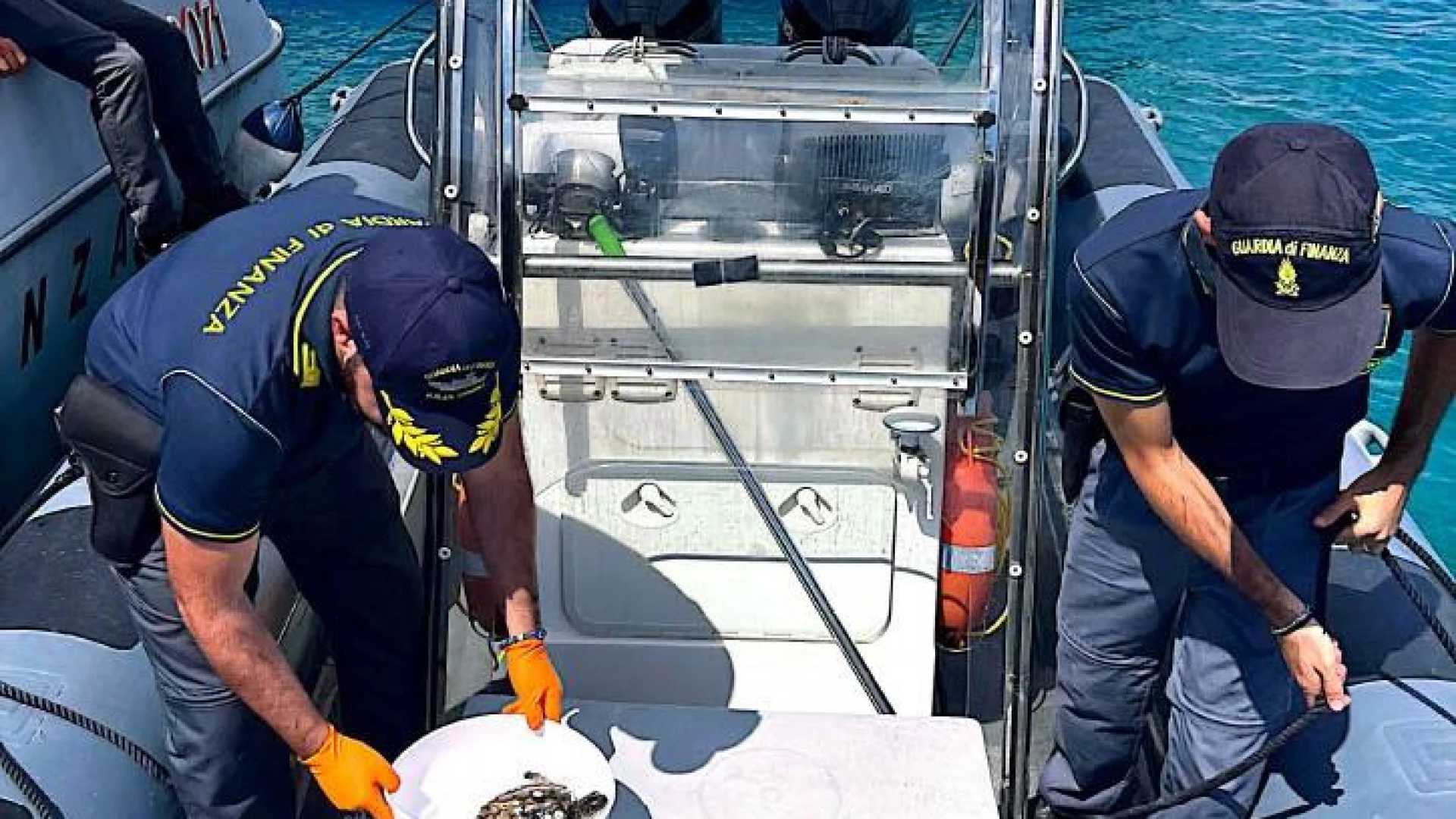 La Guardia di Finanza Roan Termoli salva tartaruga Caretta Caretta alle Isole Tremiti.