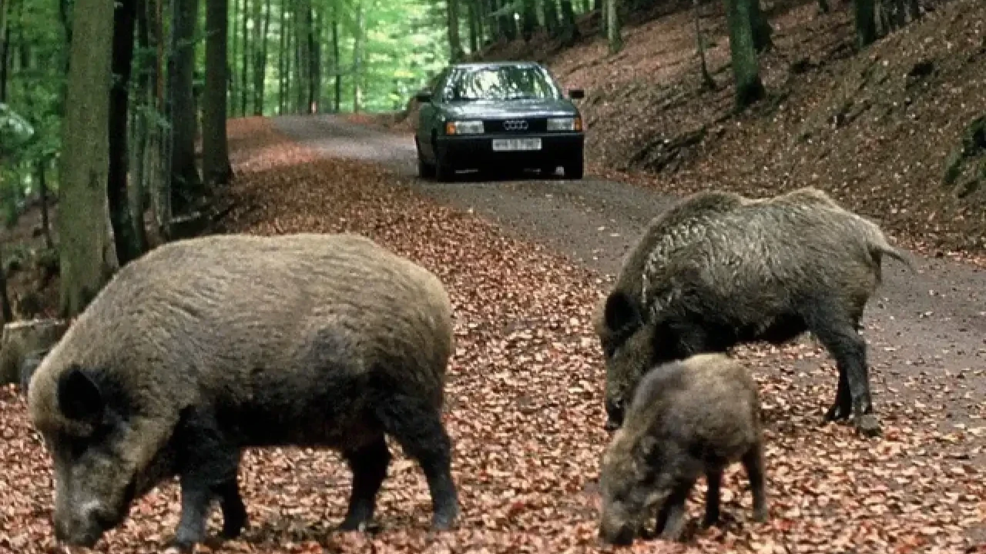 Cinghiali: Coldiretti Molise, opportuna la presa di posizione della Regione sulla Querelle contro il piano straordinario di contenimento.