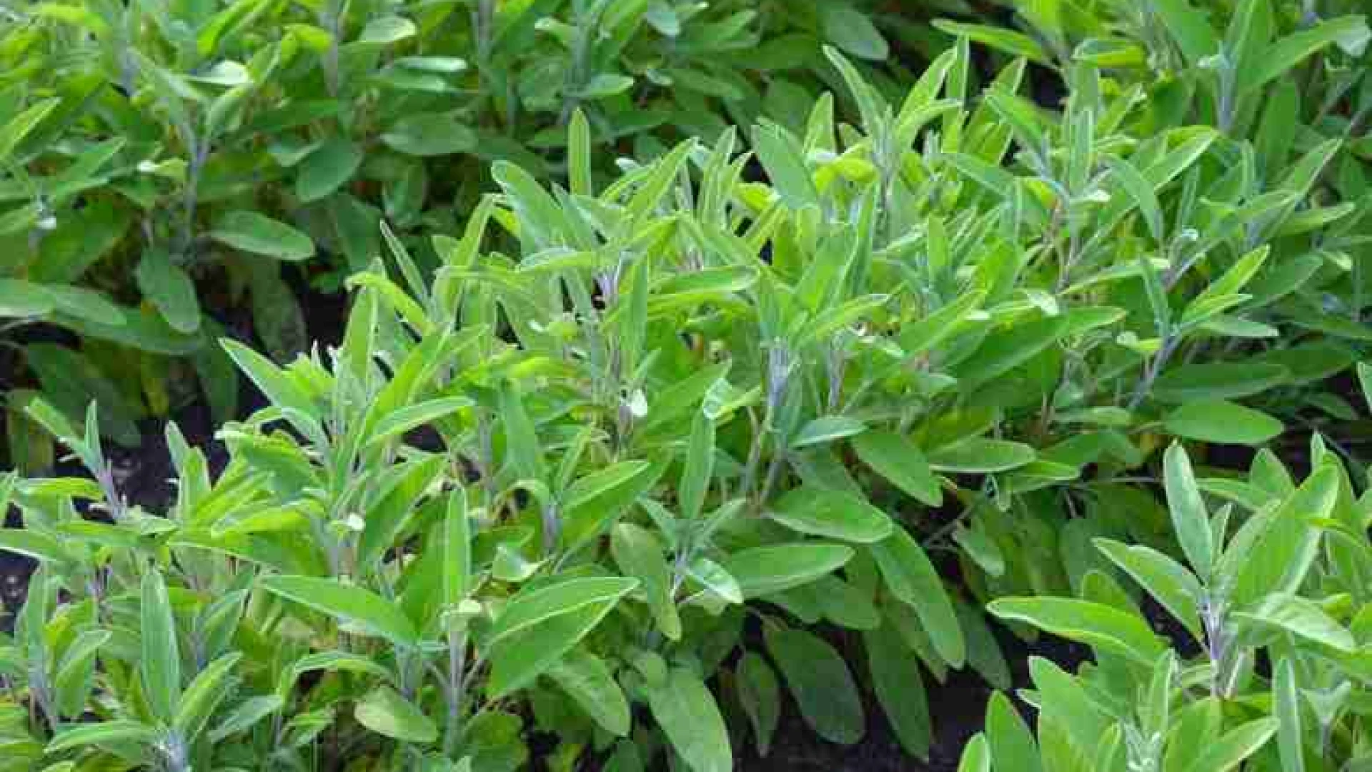 La Biblioteca Regionale di Castel di Sangro ospita una conferenza sulle piante aromatiche “La salvia ed i suoi molteplici utilizzi”.