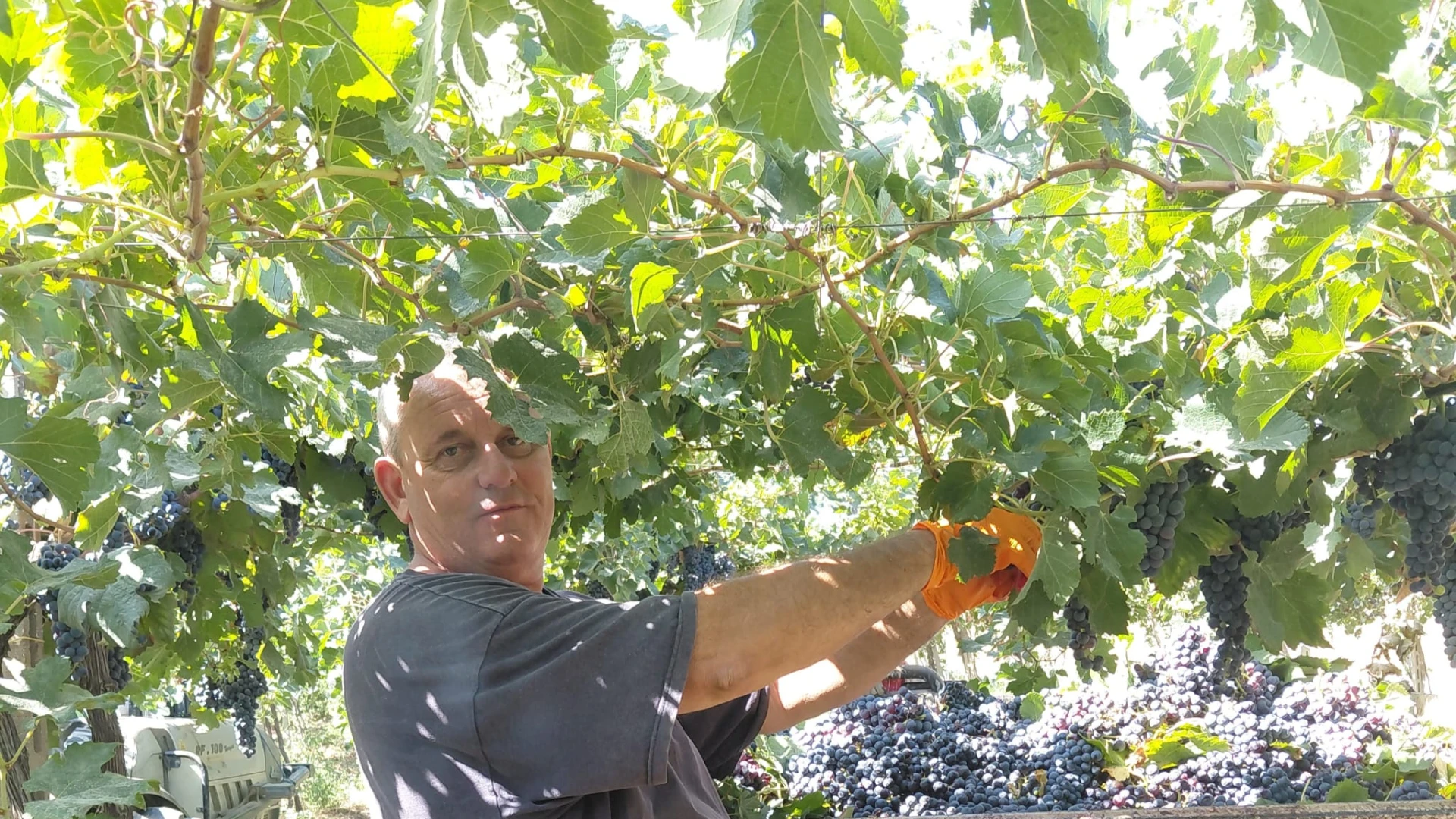 Il grido dei vignaioli della Cantina San Zenone: «Il clima cambia, chi custodisce la terra non si arrende»