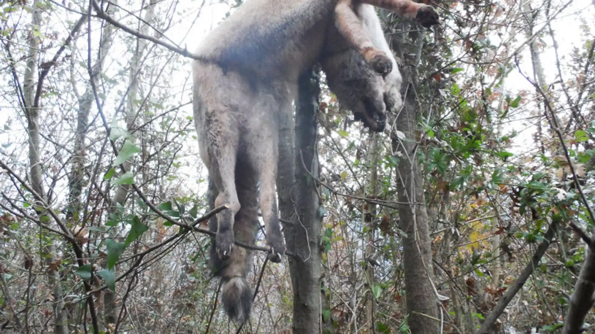 Vairano Patenora: giovane esemplare di volpe barbaramente uccicsa ed appena ad un albero. Scatta lo sdegno sul web.