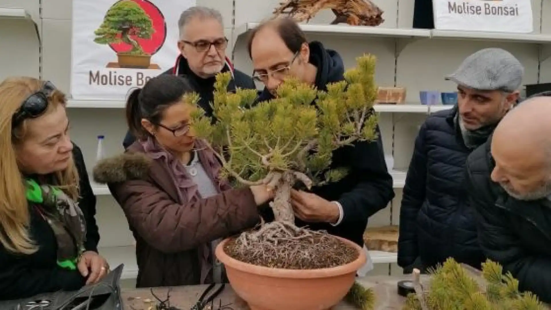 IV MOSTRA Concorso Molise Bonsai-Città di Isernia. Appuntamento da non perdere il 2 e 3 luglio presso l’Ex lavatoio pubblico cittadino.