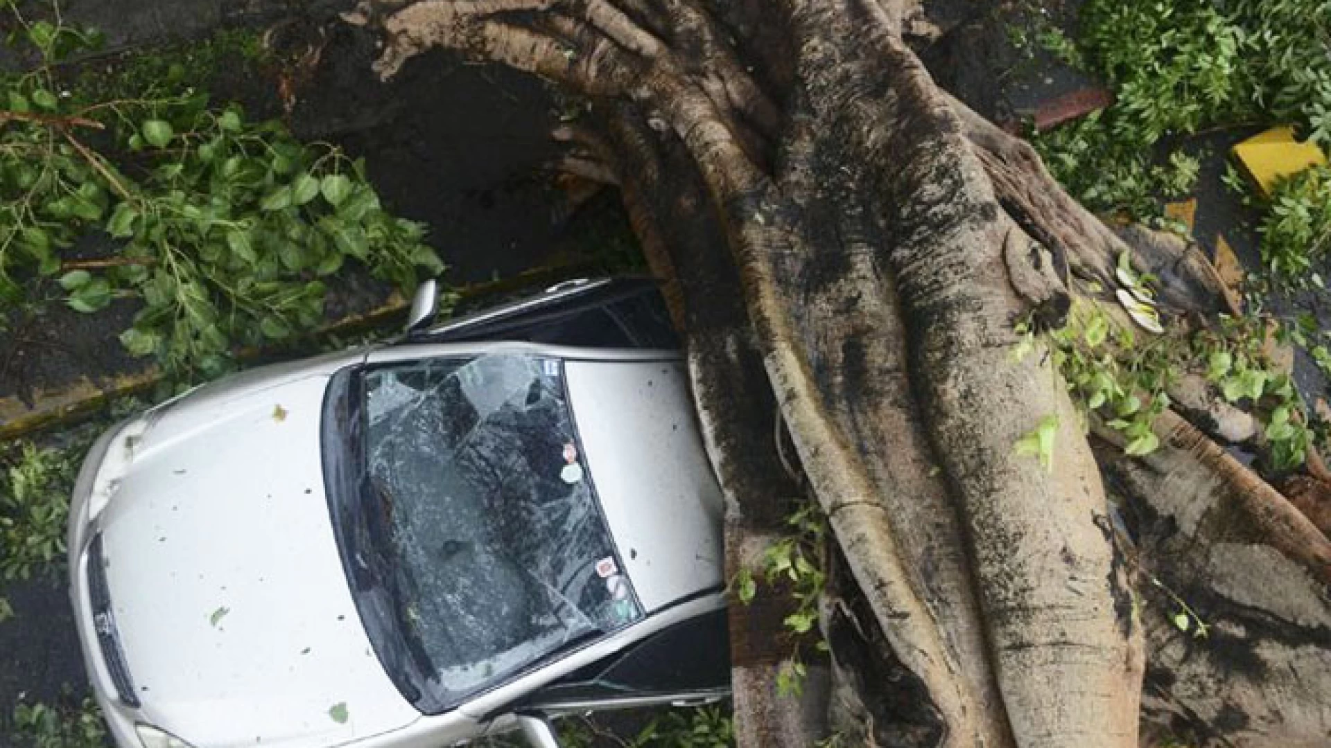 Vairano Patenora: albero sradicato dal vento schiaccia autovettura in sosta. Fortunatamente all’interno non vi erano passeggeri.