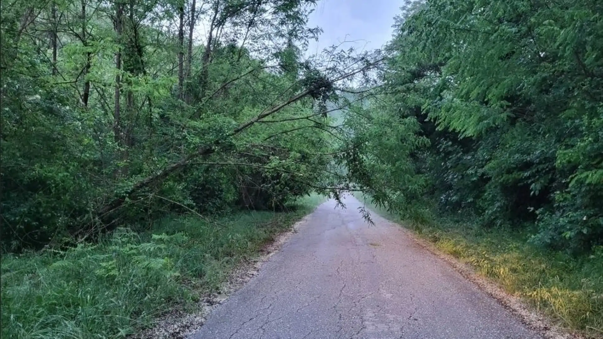 Filignano: la strada provinciale che collega il paese a Lagoni e’ diventata un bosco. Vegetazione al limite e alberi penzolanti la rendono impraticabile.