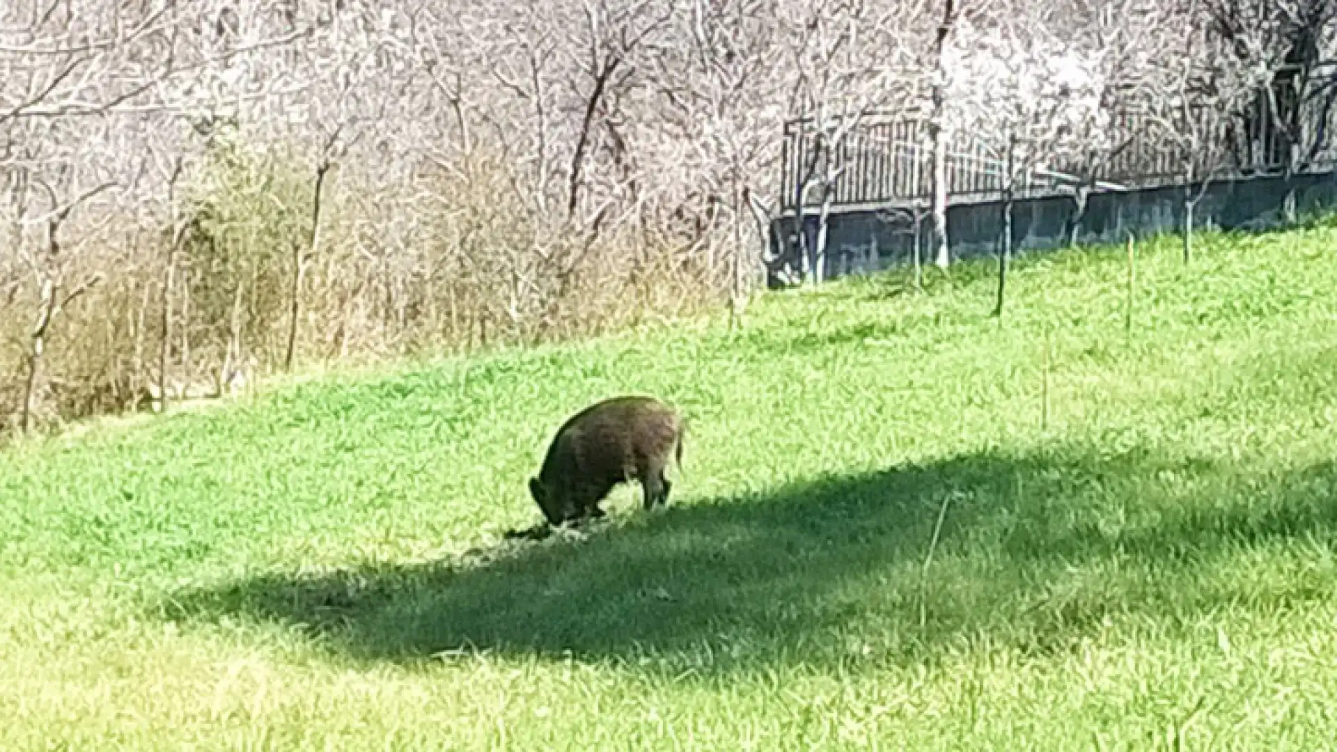 Colli a Volturno: cinghiale a spasso per il paese. In aumento la popolazione degli ungulati. Il sovrannumero sta diventando esagerato.