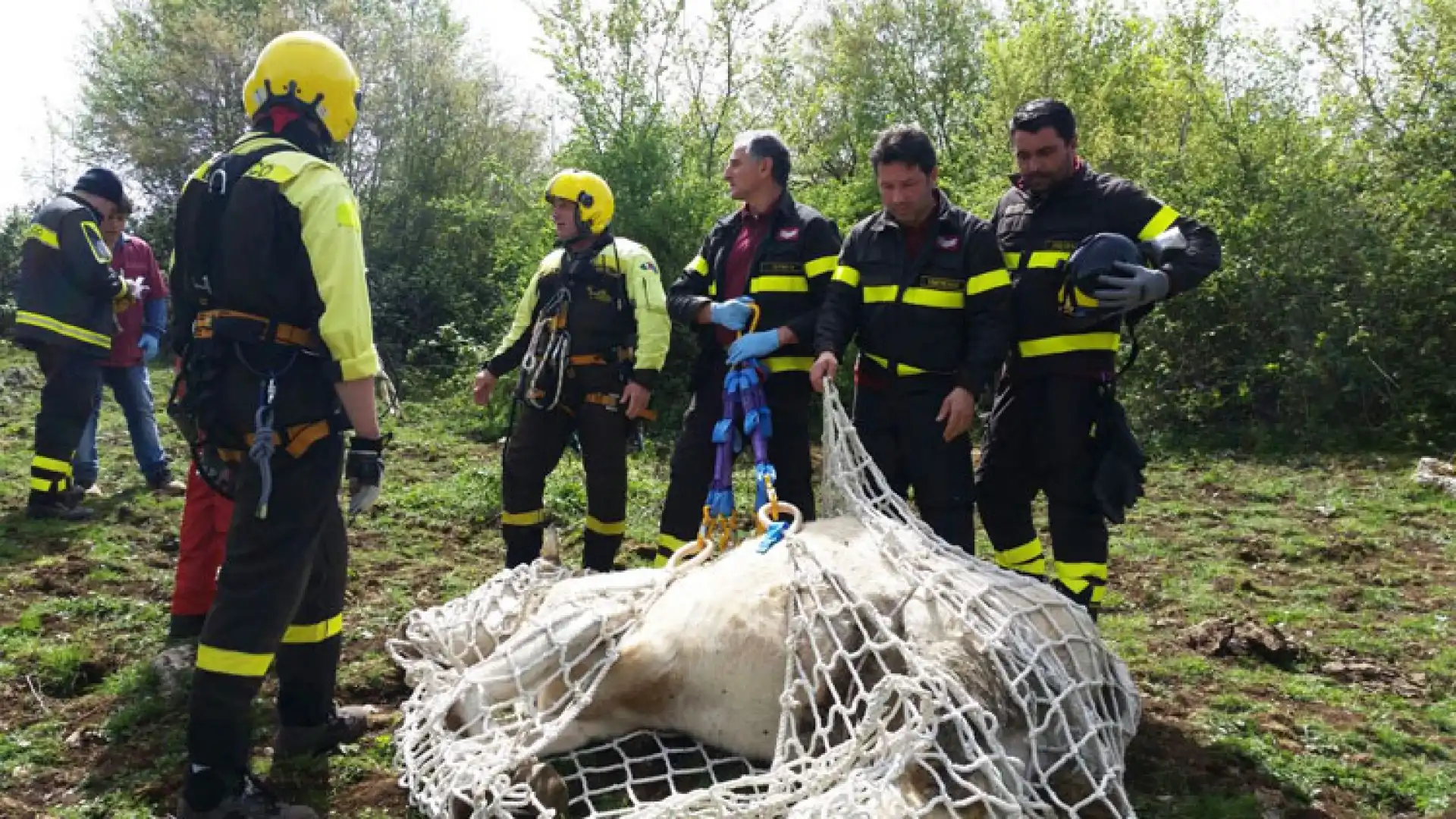 Conca Casale: I Vigili del Fuoco recuperano un bovino finito in dirupo. Sul posto l’elicottero “Drago 69”.