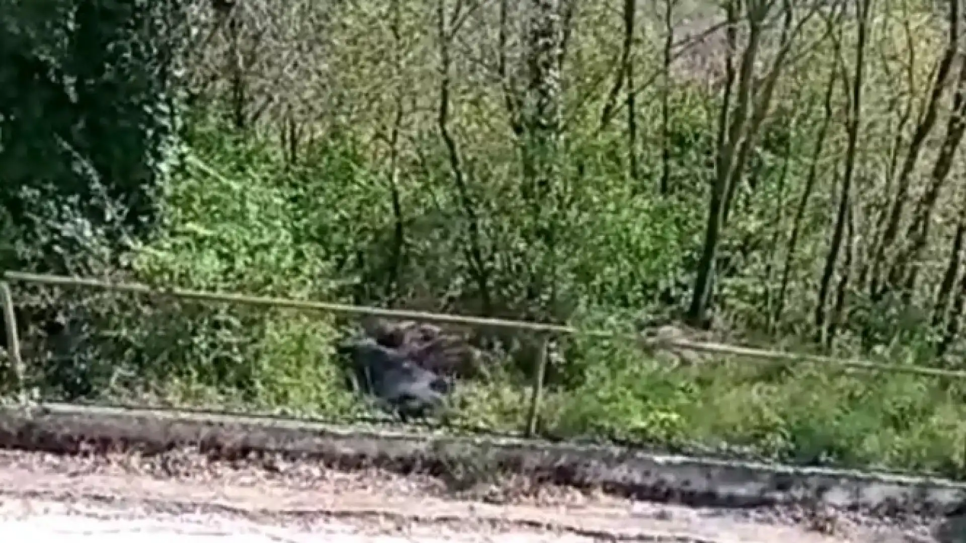 Colli a Volturno: lo spettacolo della natura in pieno centro. Mamma allatta cuccioli di cinghiale,ben nove. Guarda il video