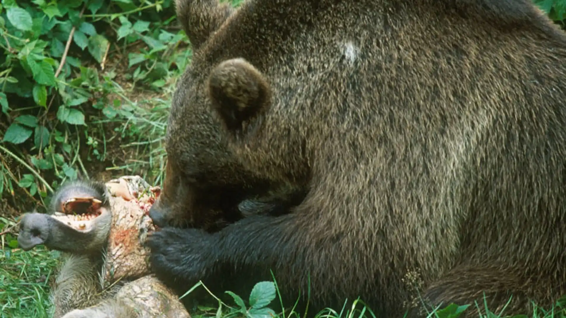 Conoscenza e contenimento del cinghiale nell’areale dell’Orso Bruno Marsicano. Il Parco aggiorna le sue conoscenze scientifiche.