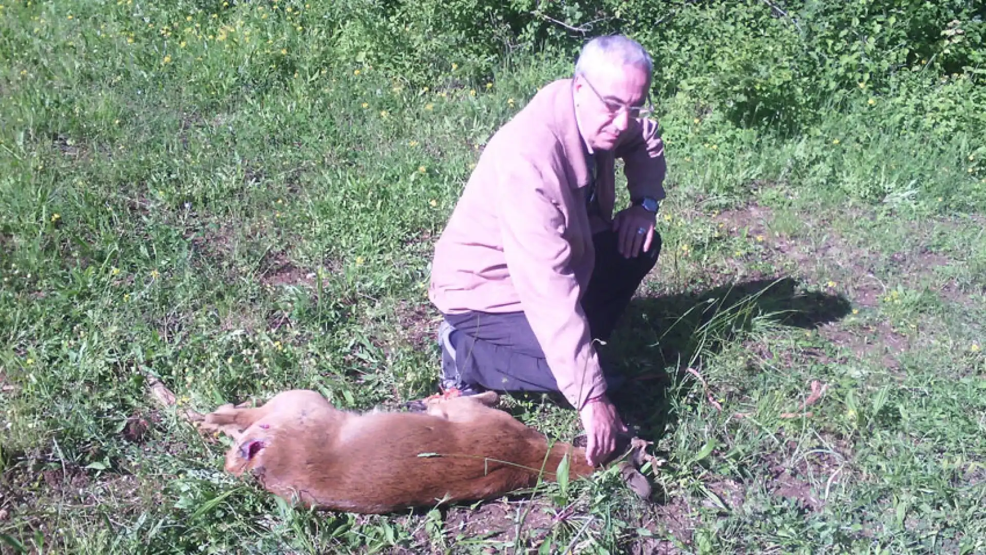 Filignano: impiegato comunale salva piccolo di capriolo investito da un automobilista. L’animale soccorso dopo una ferita ala gamba.