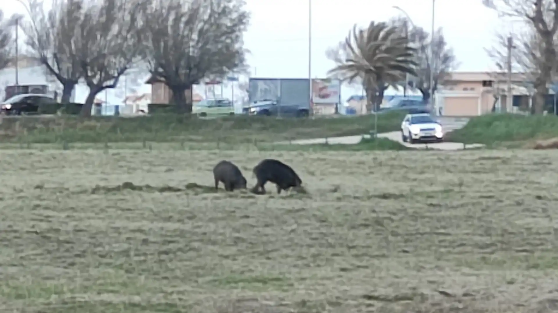 San Salvo: Pasqua e Pasquetta con i cinghiali a spasso sul litorale. La foto-notizia