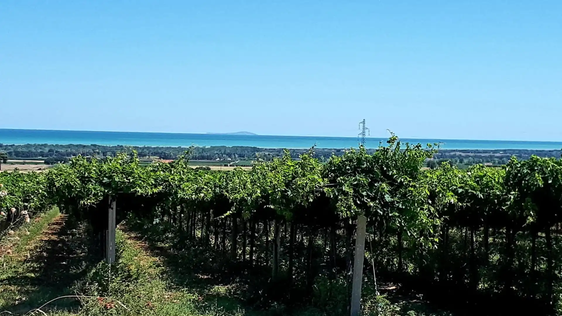 Riconversione e ristrutturazione dei vigneti, quasi un milione di euro al Molise