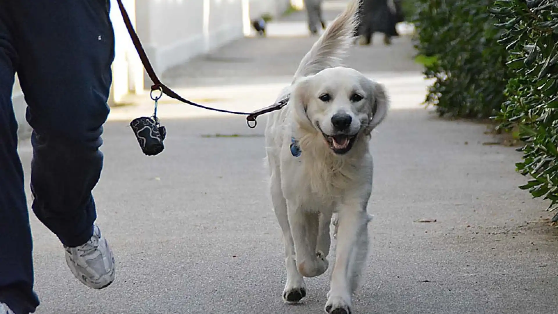 "Animali in città", avviato da Legambiente il progetto di monitoraggio. Anche la Valle del Volturno verrà sondata.