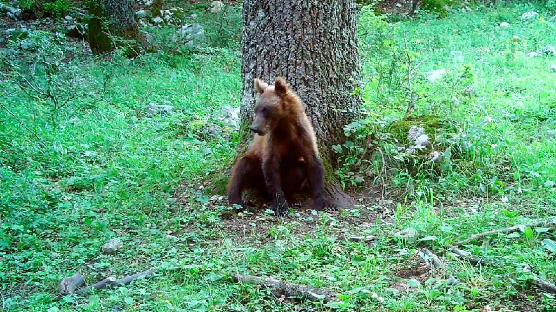 Buone notizie dal Parco. I cuccioli di orso sono in aumento e stanno bene.