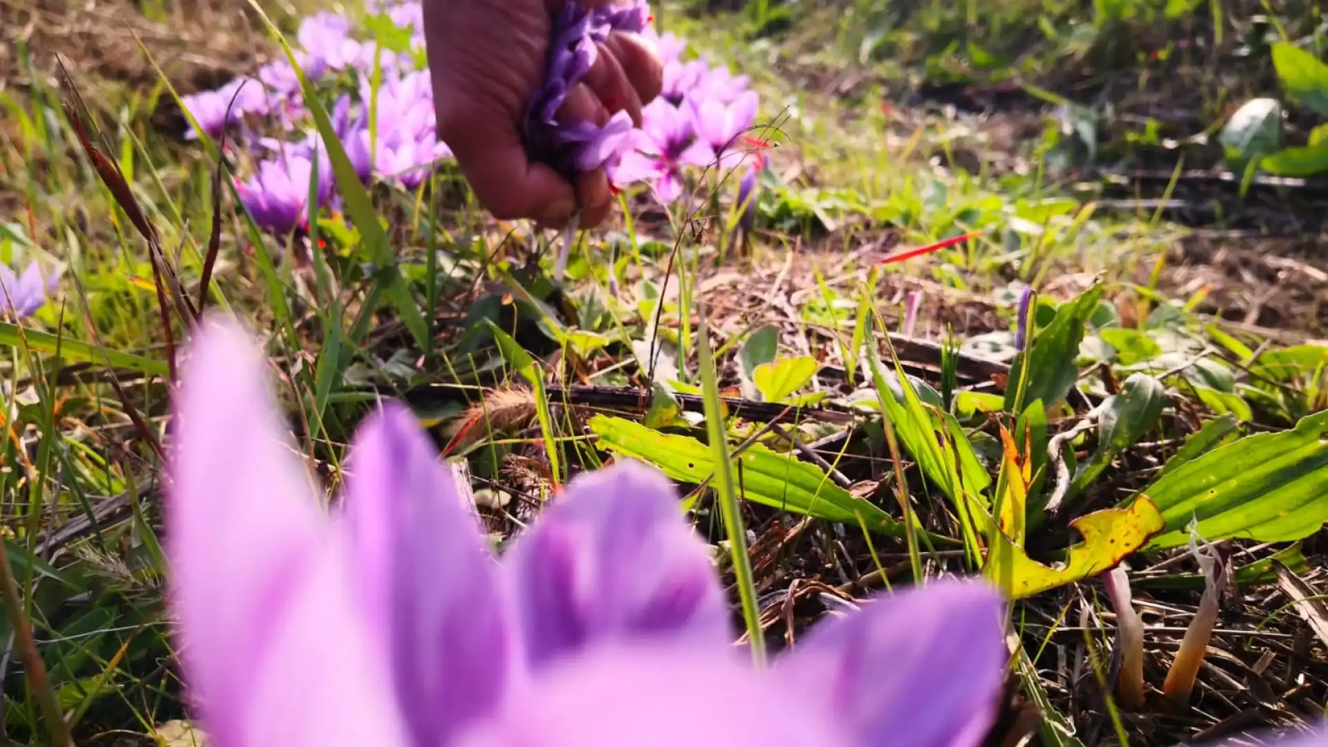 Per professionisti e hobbisti, da Verde Idea ad Isernia, alla scoperta della coltivazione dell’oro rosso sua maestà lo Zafferano.