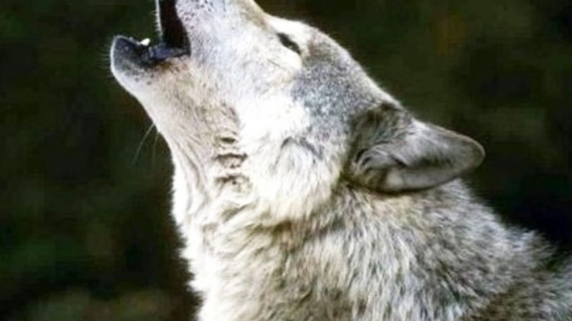 Alto Sangro: segugio sbranato da lupi durante battuta di caccia. Le immagini della redazione.