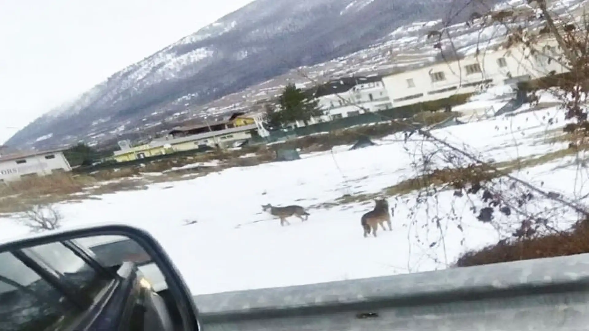 Castel Di Sangro: branco di lupi entra in paese . L'avvistamento da parte di un cittadino del posto