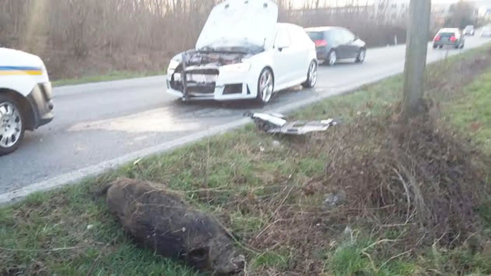 Castel Di Sangro: impatto devastante tra un automobile ed un grosso cinghiale. Il mezzo andato completamente distrutto a pochi chilometri dalla cittadina abruzzese.