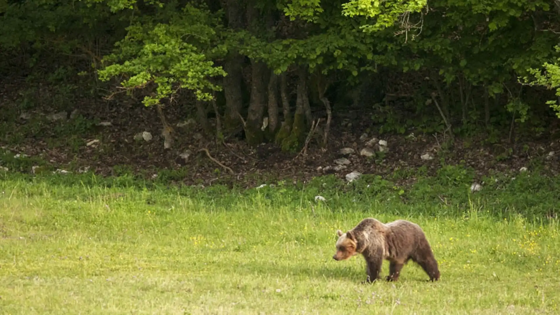 Salviamo l’Orso combatte contro la realizzazione di una seggiovia a Gamberale in pieno Parco Nazionale della Maajella.