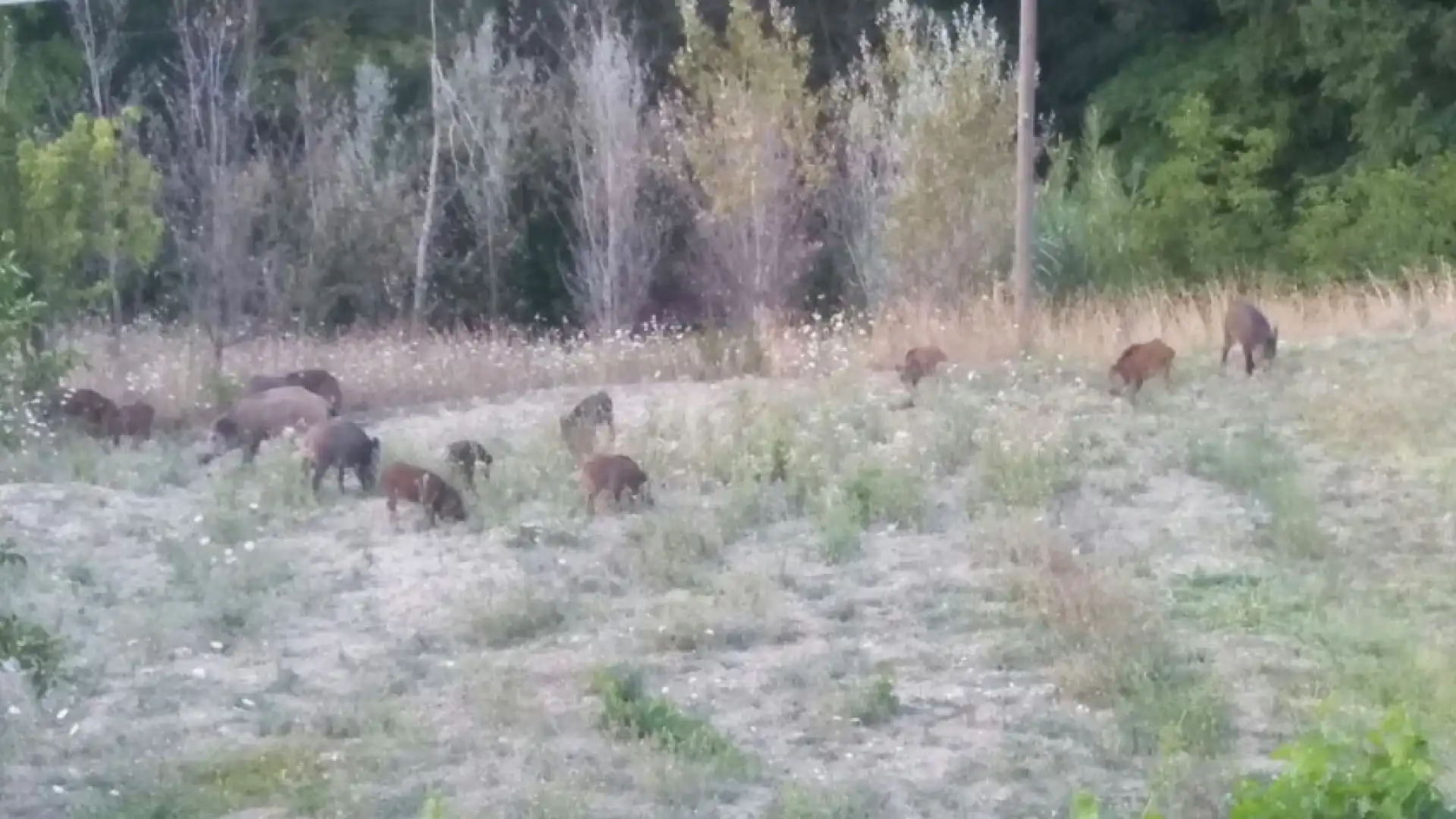 Colli a Volturno: è ancora allarme per vere e proprie invasioni di cinghiali. L’ultimo avvistamento questa mattina al centro del paese.