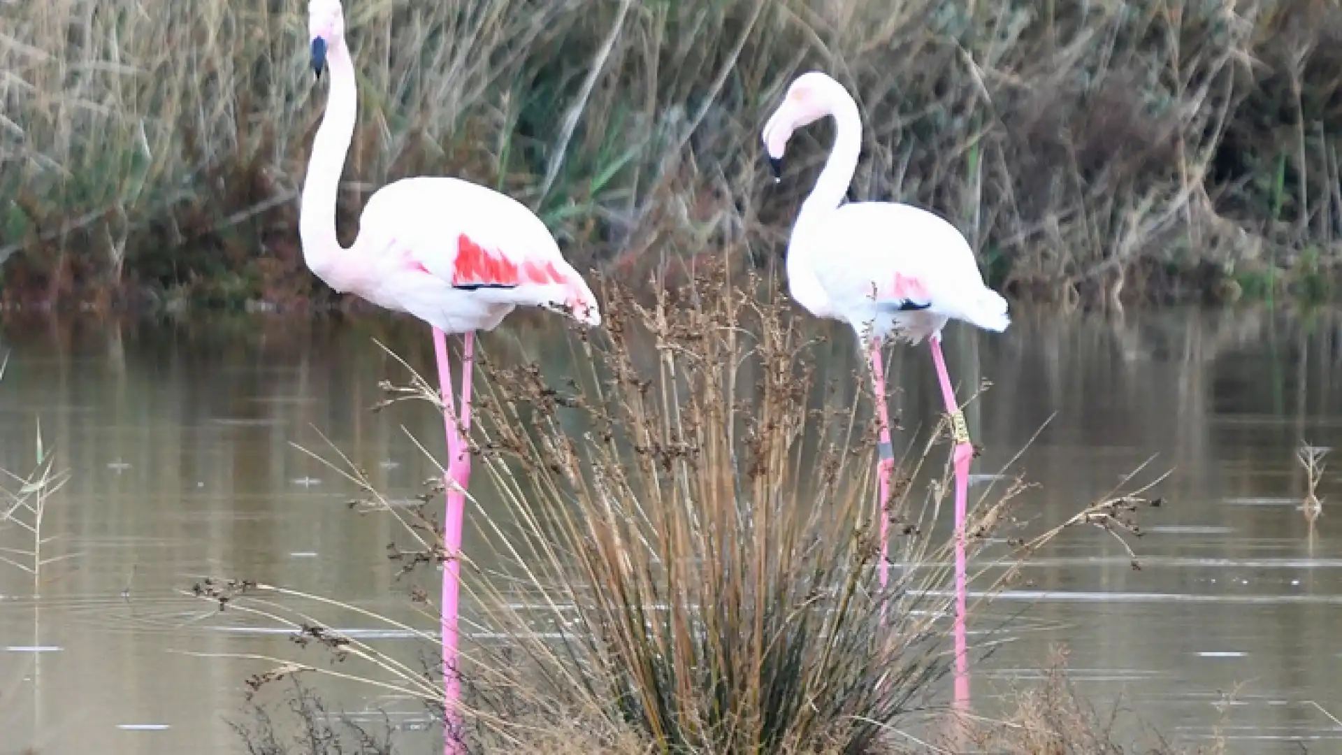 A Campomarino tornano i fenicotteri rosa. La nota dell’Associazione Ambiente Basso Molise.