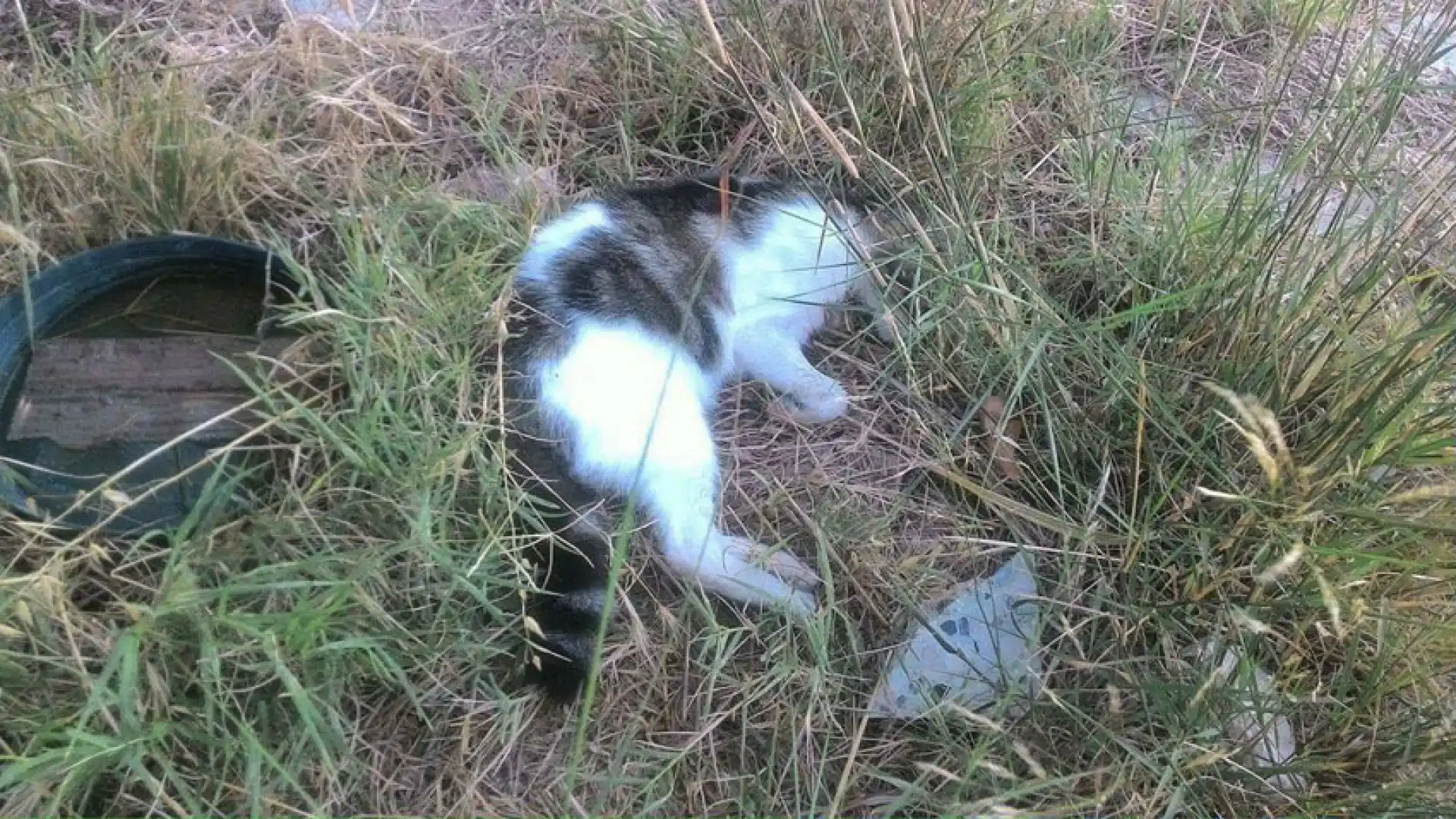 Basso Molise, casi sospetti di avvelenamento di cani e gatti. Le denuncia dell’EITAL.