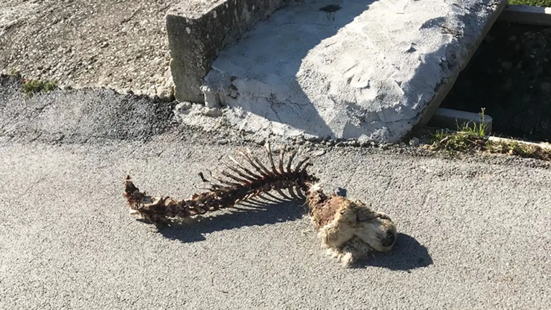Isernia: macabro ritrovamento natalizio in via Tito Livio. Cane con il solo scheletro e la testa visibile abbandonato in strada.