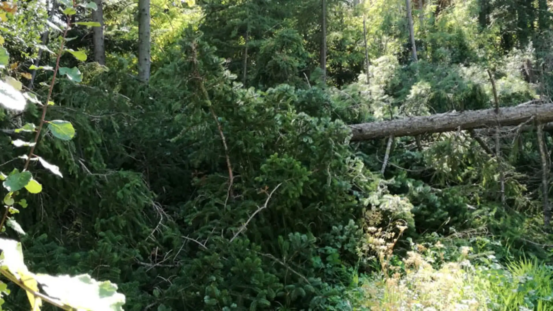 Campobasso: alberi tagliati nel quartiere Vazzieri. “Era l’unica cosa buona di quella zona della città”. Insorge Emilio Izzo.